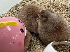 -中环花鸟鱼虫市场
