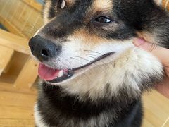 -南京Hallo宠物乐园·哈罗犬舍·柴犬繁育基地