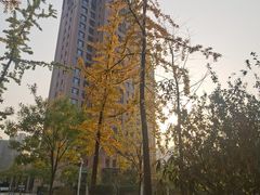 -大望京公园