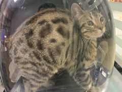 -pd派德宠物中心医院24H急重症·眼科中心·血液透析中心(嵩山北路店)