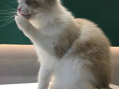 -飞行喵MR PILOT|猫舍·猫咖(静安大融城店)