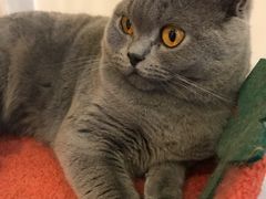 -Catmate·猫肥家润(金润铂宫店)