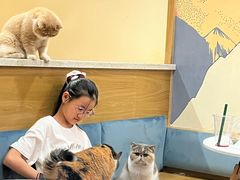 -滚猫咖啡·猫咖·猫友好撸猫(未来城店)