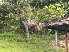 -深圳野生动物园