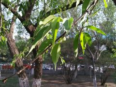 android_upload_pic-辽宁大学(崇山校区)