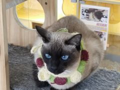 -平行世界·猫咖(首经贸店)
