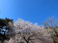 -北京西山国家森林公园