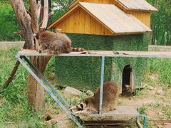 -青藏高原野生动物园