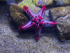 -欢乐海岸海洋奇梦馆