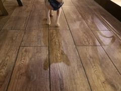 -more than meow吴止猫主题餐厅(承德 中船汇店)