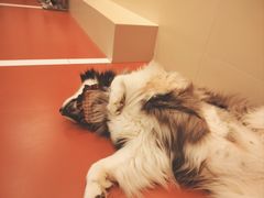 -和它·交个朋友·狗咖猫咖(爱琴海店)