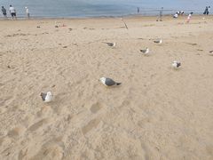 -海驴岛(荣成市)
