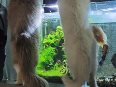 -浣熊柯尔鸭土拨鼠·电玩咖