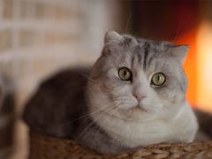 -乐琪宠物(青塔西路店)