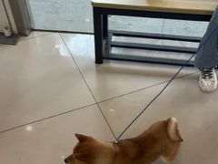 -艾贝尔宠物医院 ·中兽医·宠保定点(北门桥店)