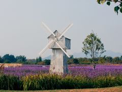 -北京东方普罗旺斯薰衣草庄园