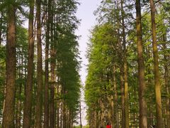 -渌洋湖湿地公园
