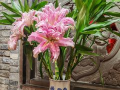 -陈麻婆豆腐(旗舰店)