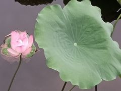-荔湾湖公园