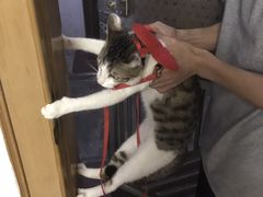 -瑞鹏宠物医院·夜间急症·心超·猫科(祖庙分店)