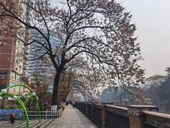 -成都市活水公园