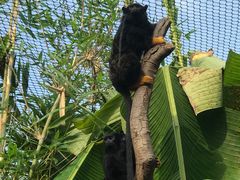 -ZOO COFFEE动物园咖啡(红山森林动物园店)