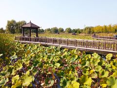 -羊亭河湿地公园