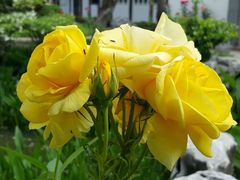 android_upload_pic-檀园
