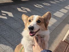 -半岛宠物医院24小时(科华中路店)