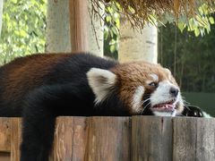 -北京野生动物园