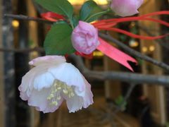 -碧桂园凤凰城酒店(南京店)