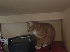 -瑞派康怡24h宠物医院·犬猫医疗中心·微创绝育(瑞景分院)