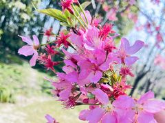 -顾村公园