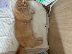 -北京观赏动物医院·24小时大型综合·猫专科·异宠专科