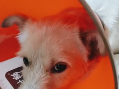 -瑞派福兴宠物医院犬猫全科·骨科·中西医结合(河东店)