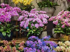 -双季花艺园艺市场(浦东店)