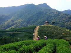 -龙坞茶村