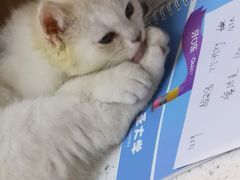 -宠颐生宠物医院·心肾内科·猫专科诊疗中心宠巢店