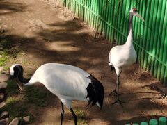 -西霞口神雕山野生动物世界