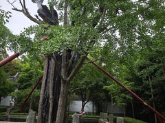 -上海佘山国家森林公园天马山园