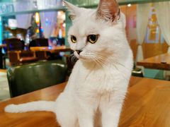 -猫小院猫主题餐厅(三里屯店)