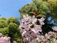 -上海虹桥迎宾馆
