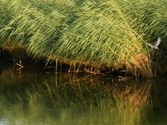 -白渔泡湿地公园