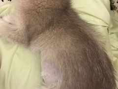 -艾贝尔宠物医院·24H转诊中心·肿瘤猫专科(江宁双龙店)
