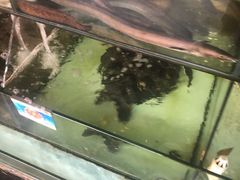 -老船长海鲜大排档(银滩店)