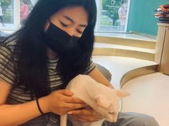 -飞行喵MR PILOT|猫舍·猫咖(静安大融城店)