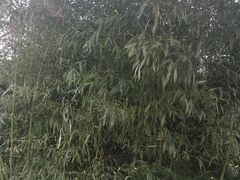 -大连植物园
