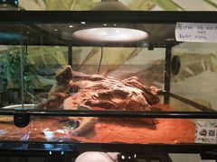 -乌龙爬宠部落(信和购物广场店)