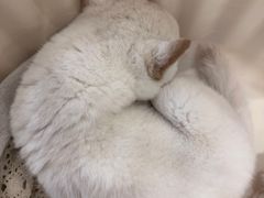 -柴犬小屋·柴餐厅·狗咖食堂(金鼎广场店)