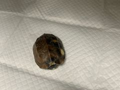 -瑞派·关忠动物医院·异宠专科·犬猫肿瘤·皮肤专科(望京店)